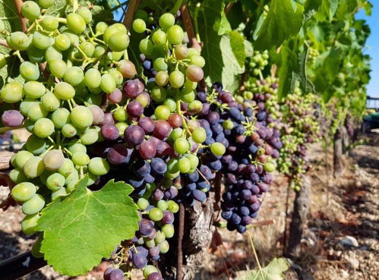 veraison